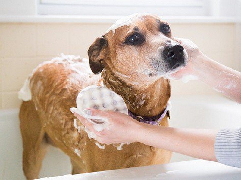 Ви точно вмієте правильно купати собаку?
